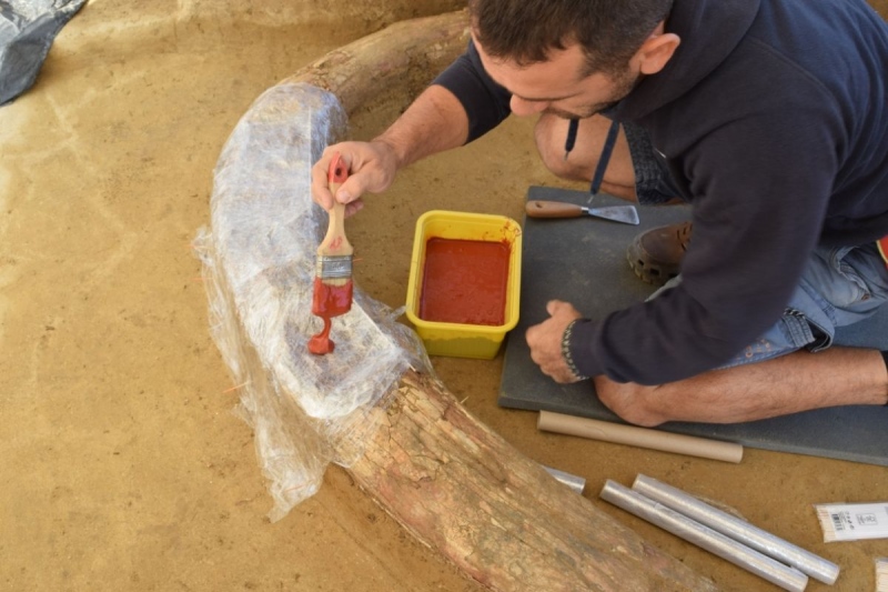 Mamutmaradványokat találtak magyar régészek egy osztrák autópálya építésénél