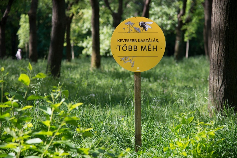 Táblák jelzik a méhlegelőket az Óbudai-szigeten