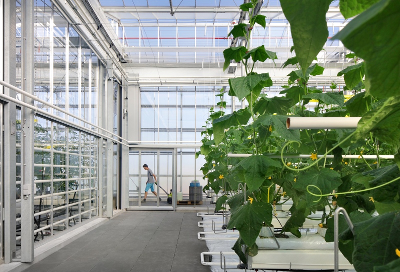 Hely a tetőn – ehető növényeknek