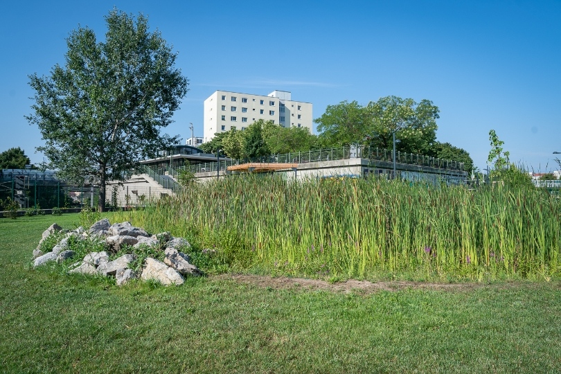 A Schedifkaplatznál található park felújításánál már szem előtt tartották az esővíz hasznosítását © PID / David Bohmann