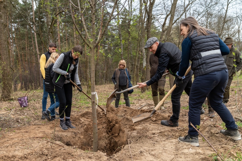 Erdőrész újul meg Piliscsabán