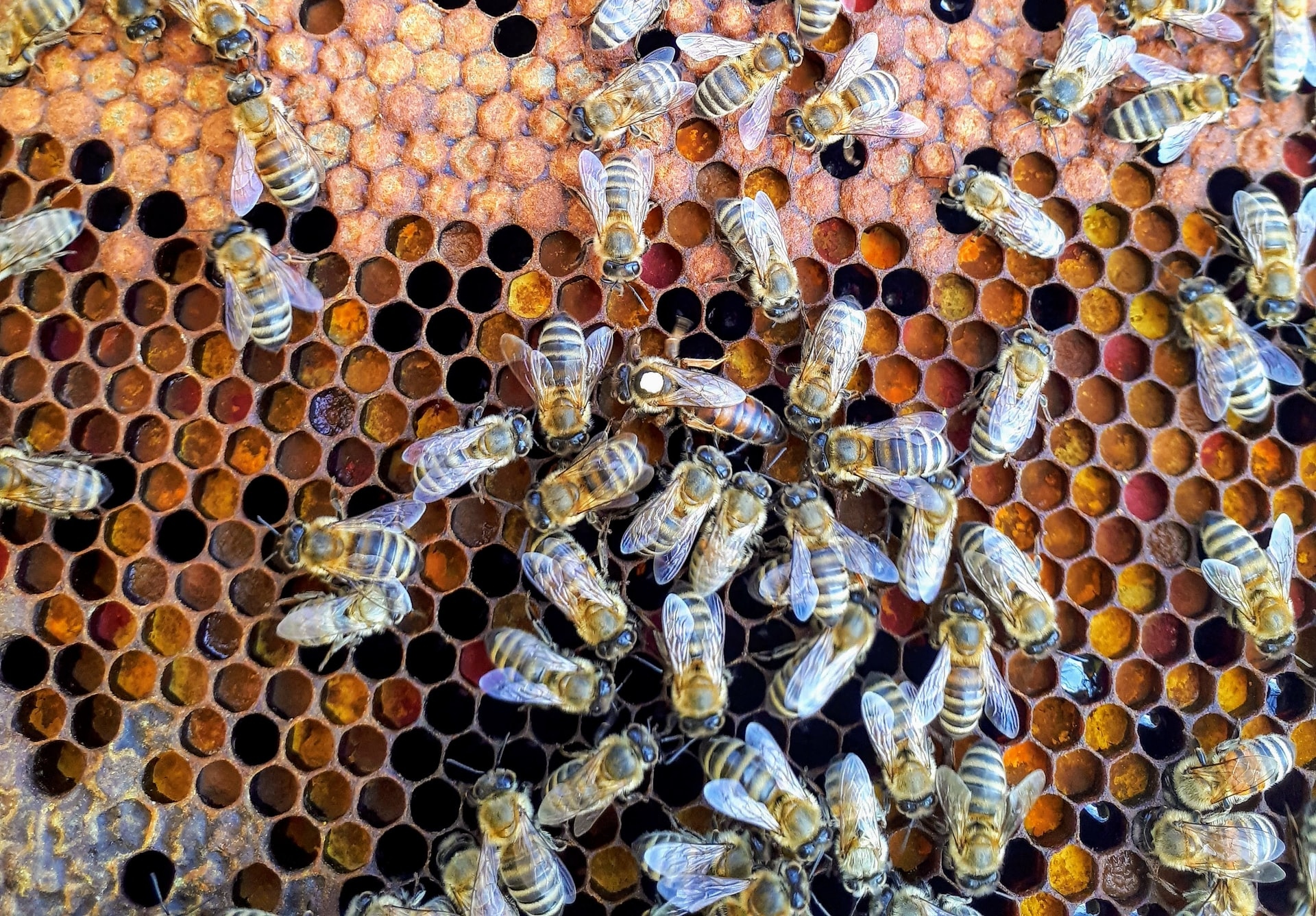 A háziméhek hatszögletű lakóhelye - Fotó: Unsplash
