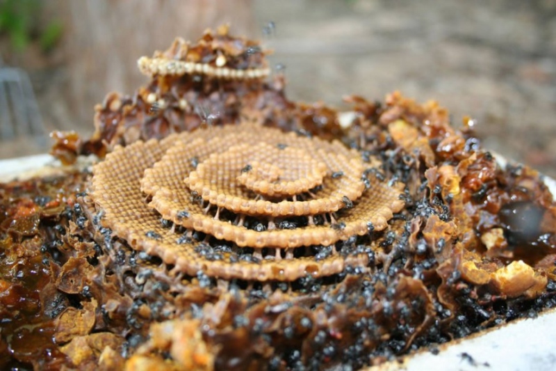 A méhek az állatvilág legnagyobb építészei