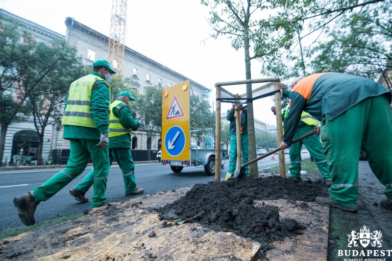 Ausztrál ostorfák költöznek az Andrássy útra