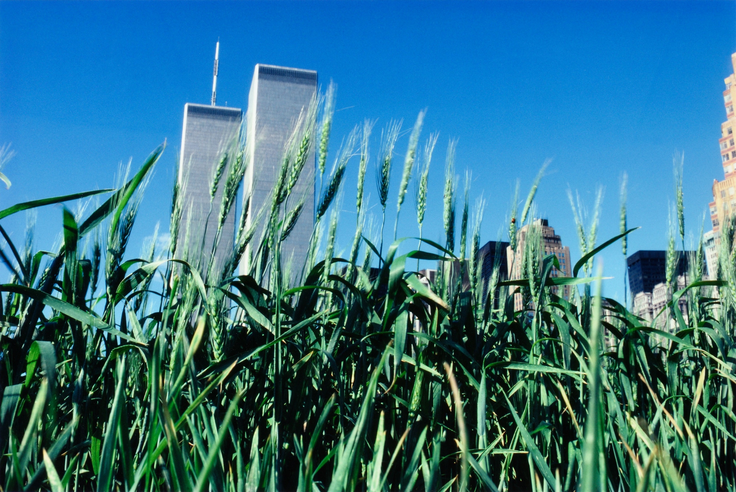Wheatfield: a confrontation – Battery park landfill, Manhattan, zöld búza, 1982
