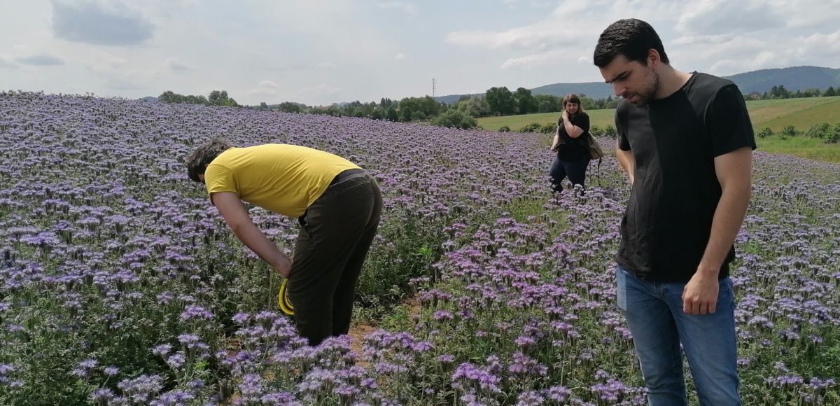 Mézontófű- ültetvény Csobánka határában