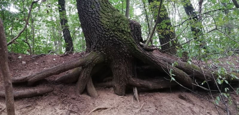 Madárodúkon a Kiscelli Park története