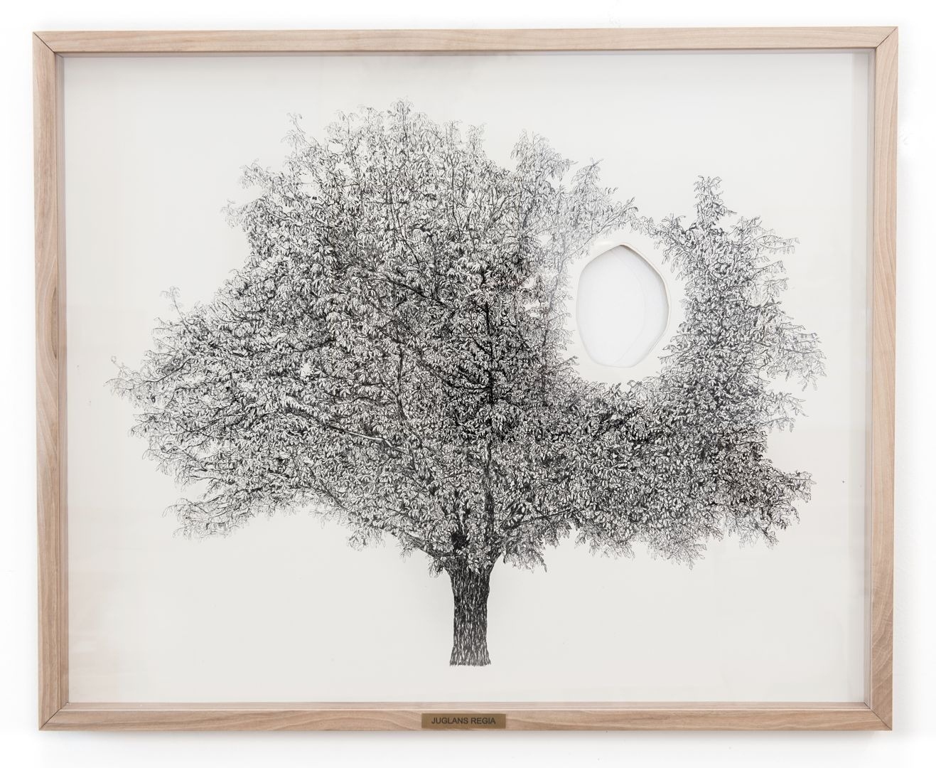 Gosztola Kitti: Juglans regia (2013)  ink on paper, walnut wood, plexiglass  82 x 67 cm 
