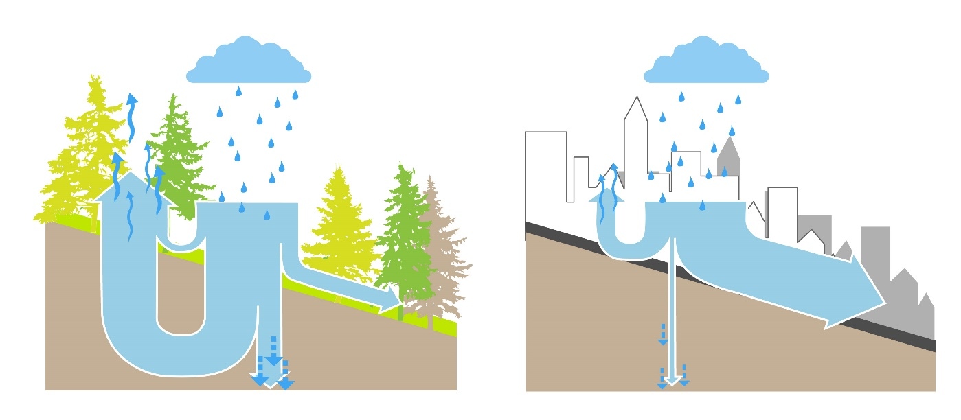A természetes és a városi beépítés által módosított vízkörforgás. Ábra: Csizmadia Dóra
