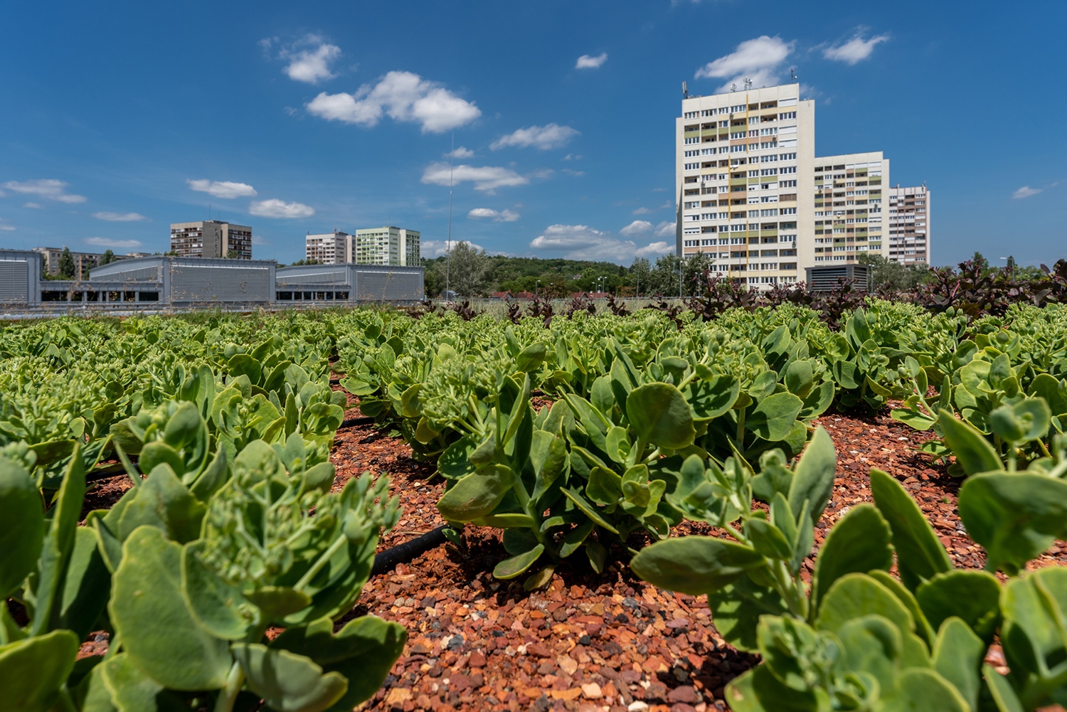 Megjelent a Market Csoport 2024-es ESG jelentése (x)